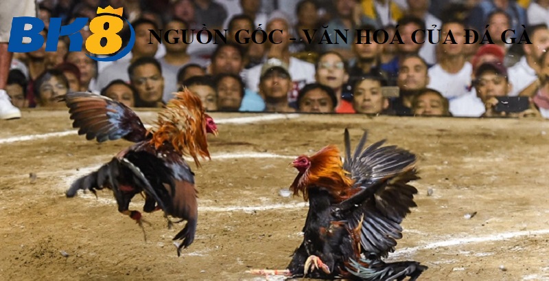 nguon goc va y nghia van hoa cua da ga Nguồn Gốc Và Ý Nghĩa Văn Hóa Của Môn Đá Gà